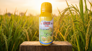 VÔ GẠO HÀN QUỐC